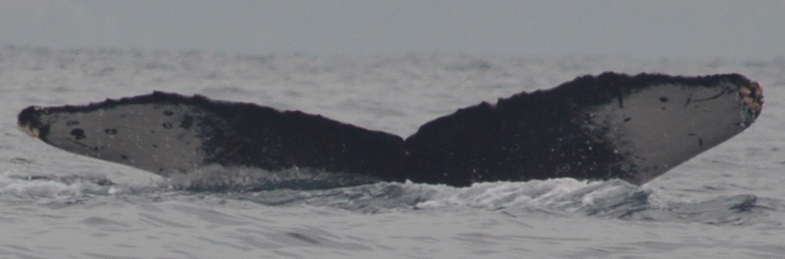 Fluke of CRC-18649
