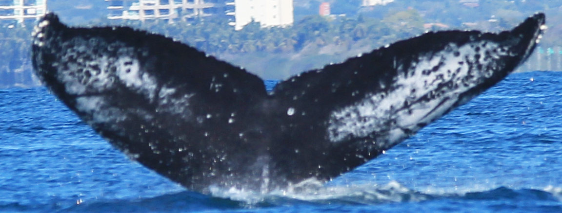 Fluke of HW-MN0520894
