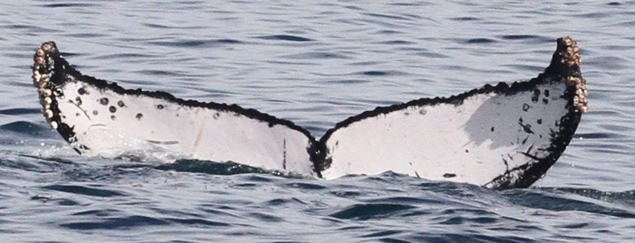 Fluke of CRC-18895