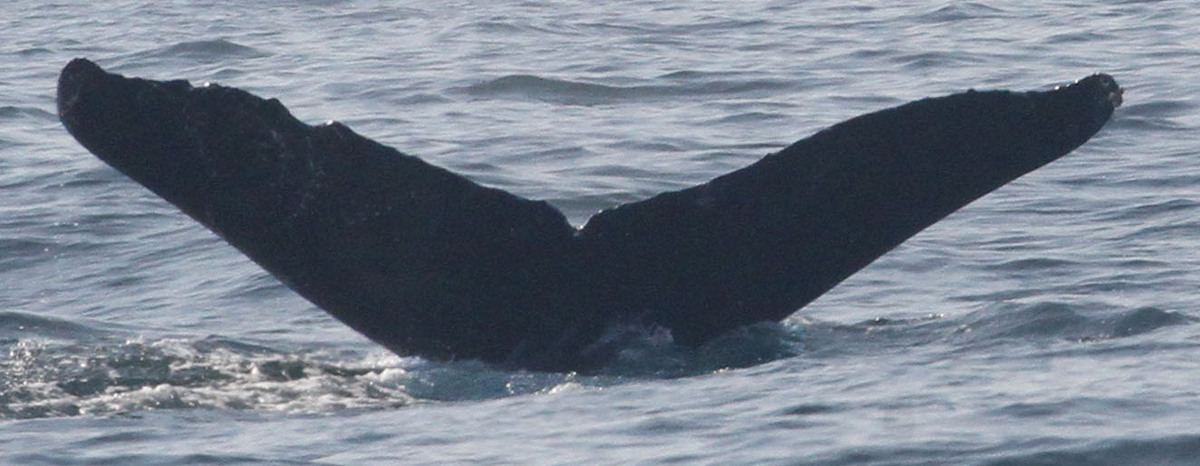 Fluke of CRC-20144
