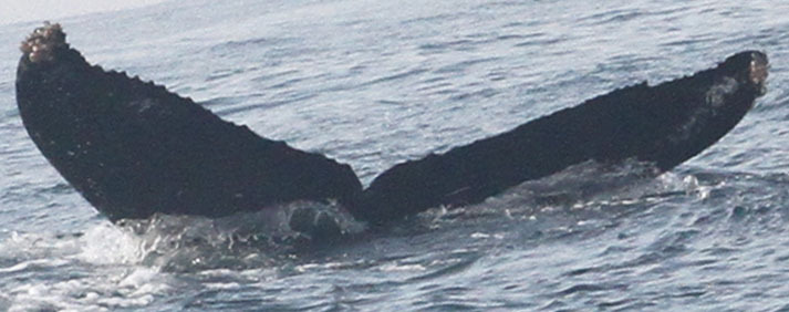 Fluke of CRC-30080