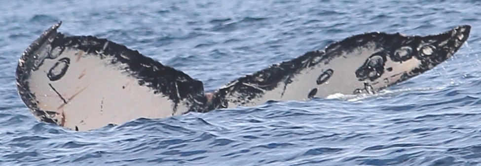 Fluke of HW-MN0520918
