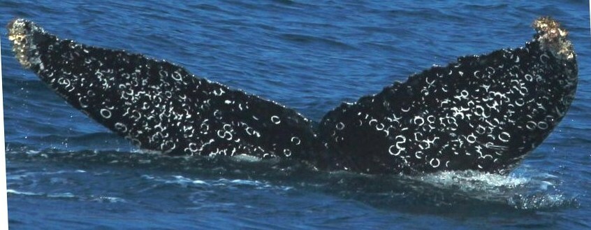 Fluke of CRC-22029