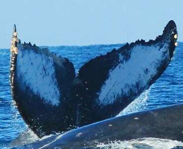 Fluke of HW-MN0520921