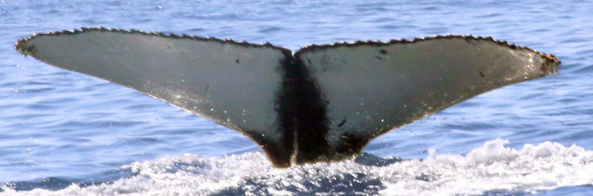 Fluke of CRC-21292