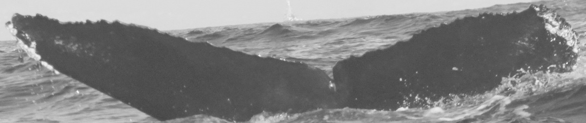 Fluke of CRC-10239