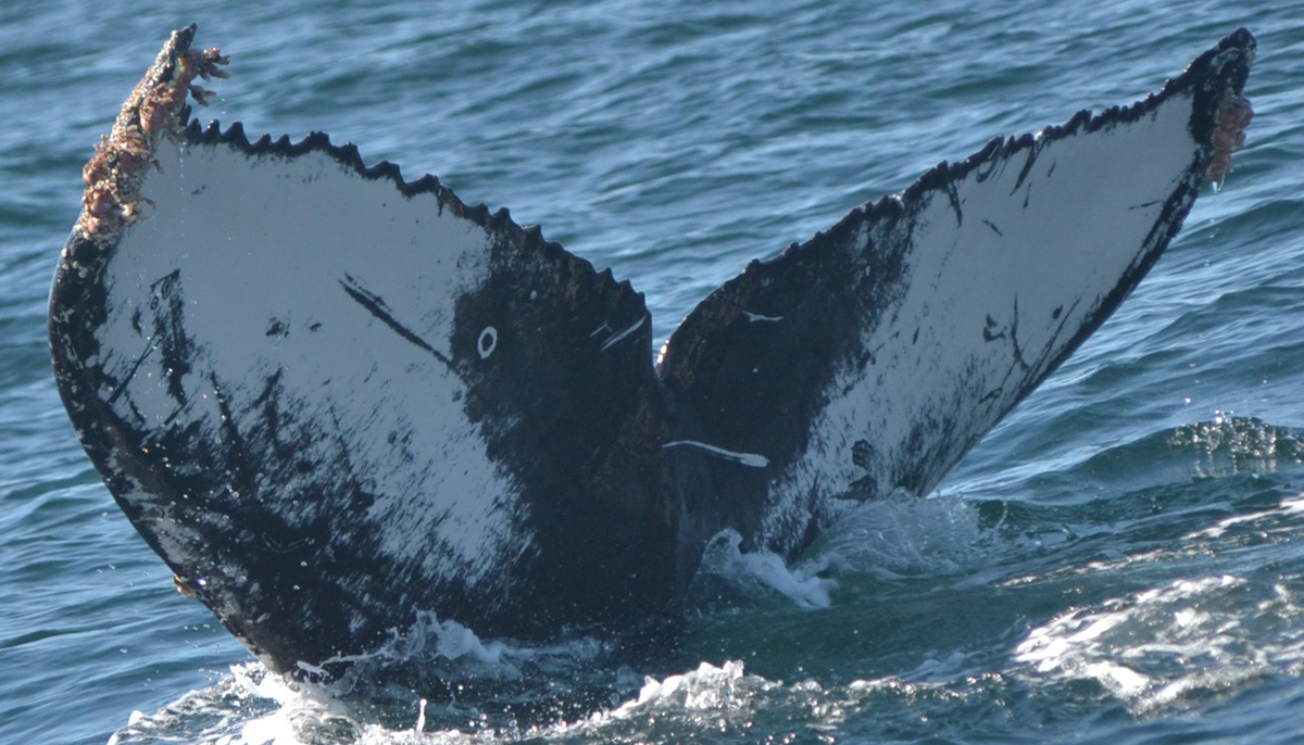 Fluke of HW-MN0520951