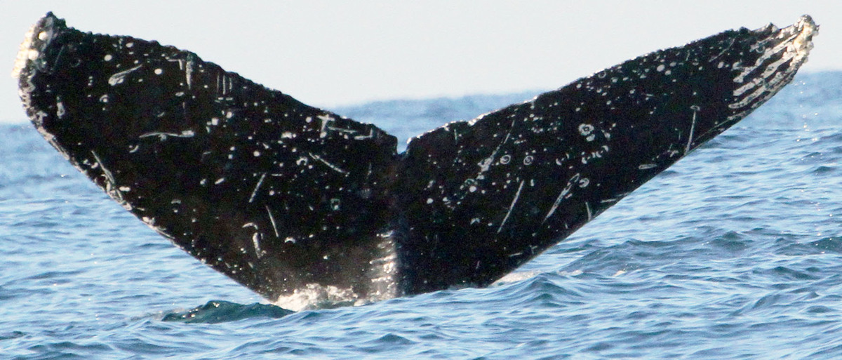 Fluke of HW-MN0520959