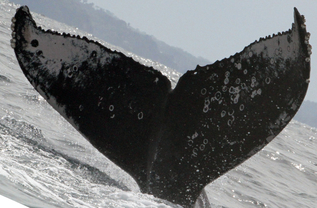 Fluke of HW-MN0520962