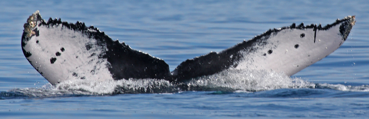 Fluke of CRC-23204