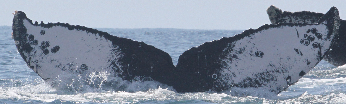 Fluke of HW-MN0520973