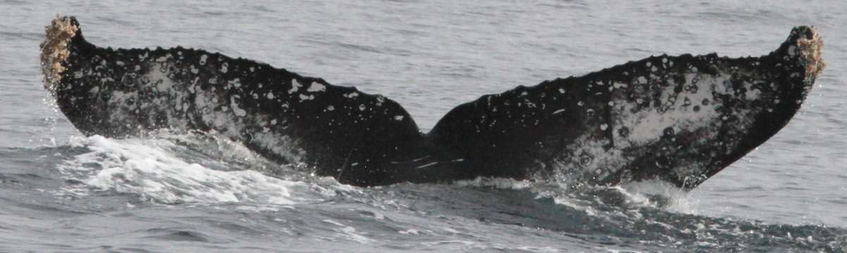 Fluke of CRC-19671