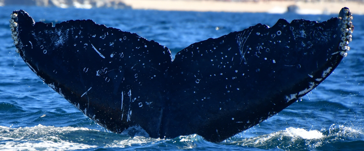 Fluke of UABCS-MN5-04R0362