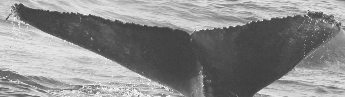 Fluke of CRC-15238