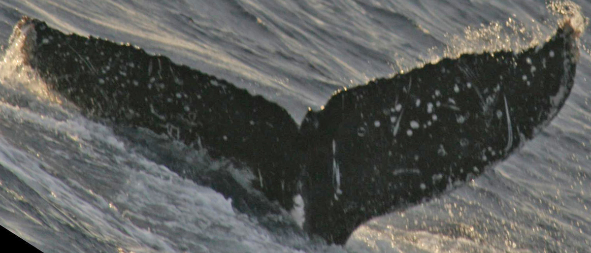 Fluke of HW-MN0521002