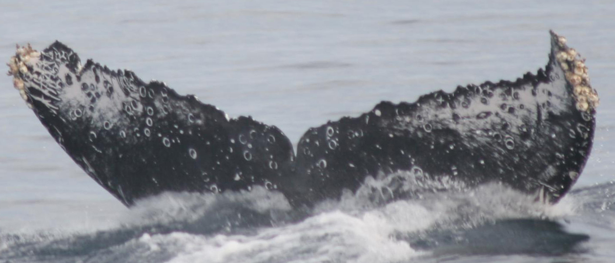 Fluke of HW-MN0521012