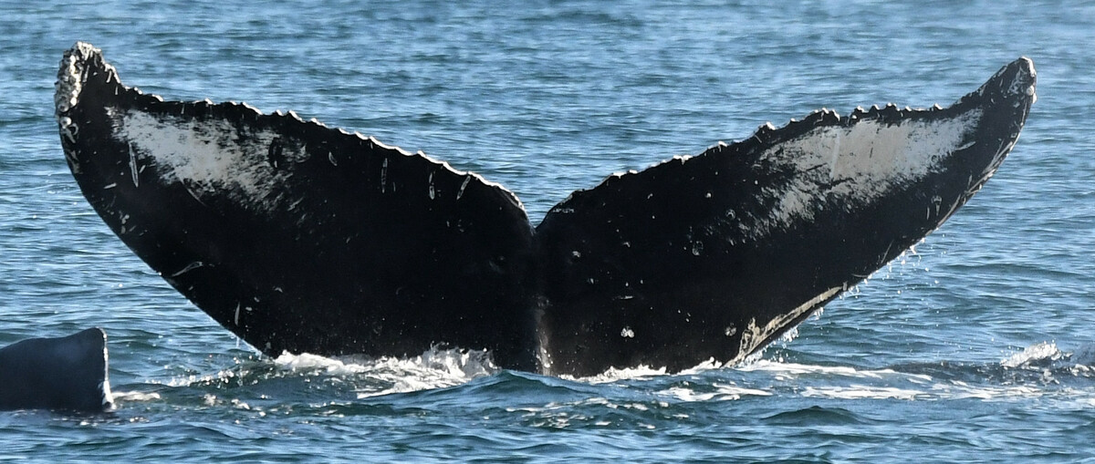 Fluke of Hydra (Salish Sea)