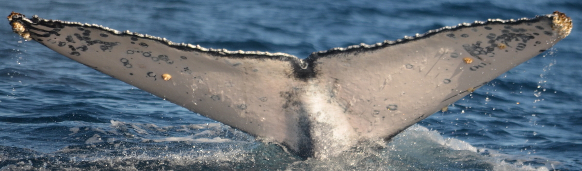 Fluke of HW-MN0521035