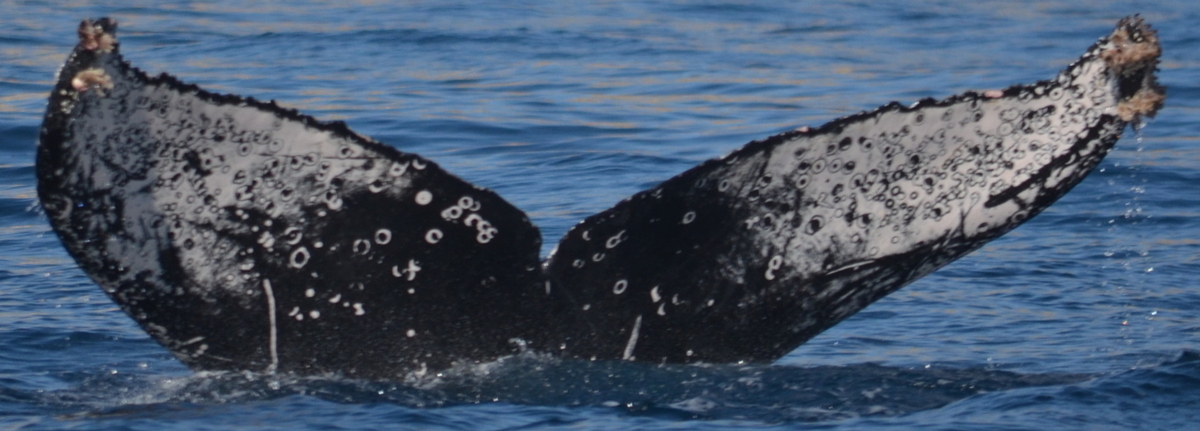 Fluke of CRC-19091