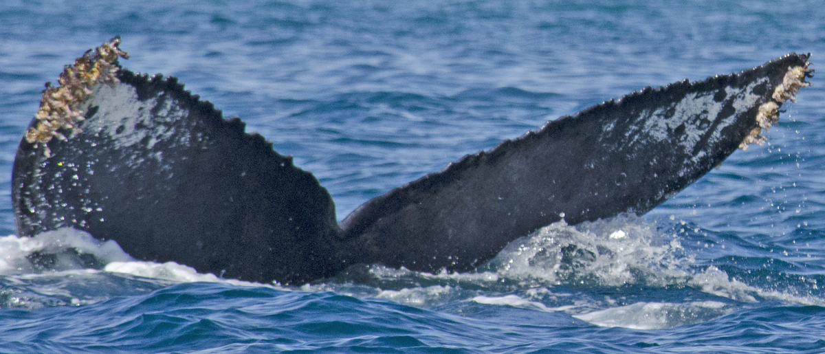 Fluke of HW-MN0521062