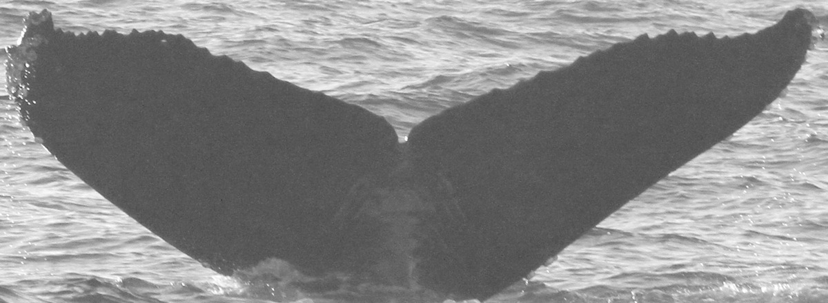 Fluke of CRC-11890