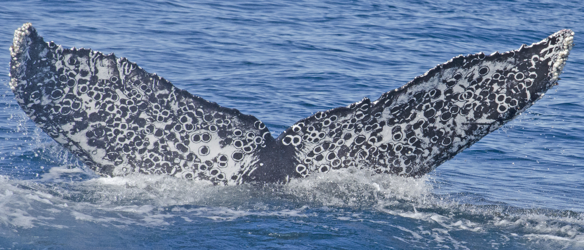 Fluke of HW-MN0521070