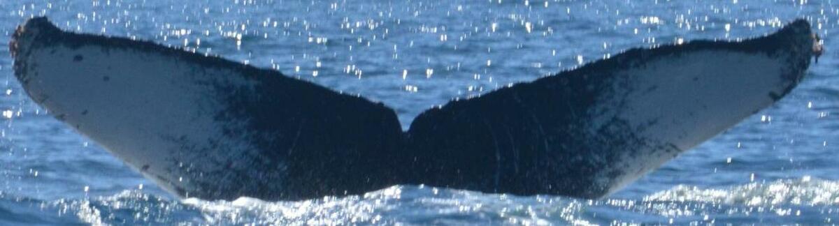 Fluke of HW-MN0521077