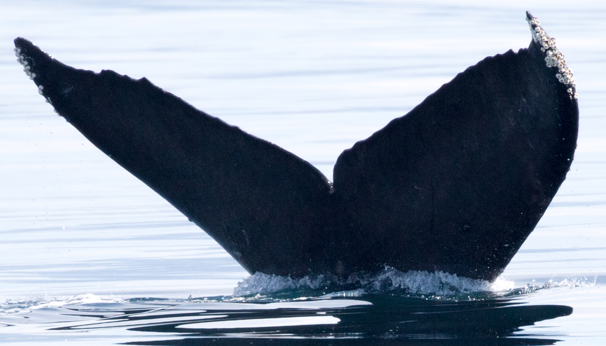 Fluke of CRC-11832