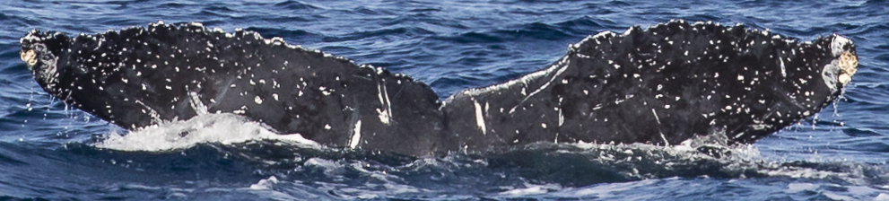 Fluke of HW-MN0521093