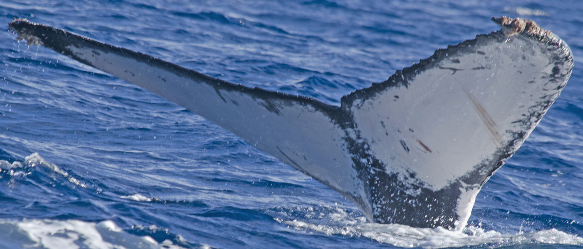 Fluke of HW-MN0521099