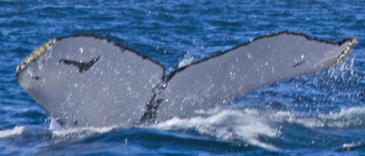 Fluke of CRC-19281