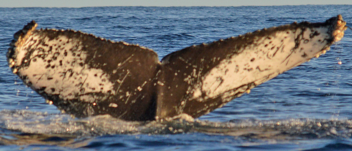 Fluke of FIBB-3BB454