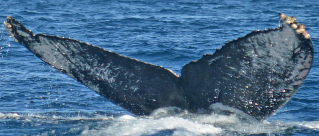 Fluke of CRC-18698