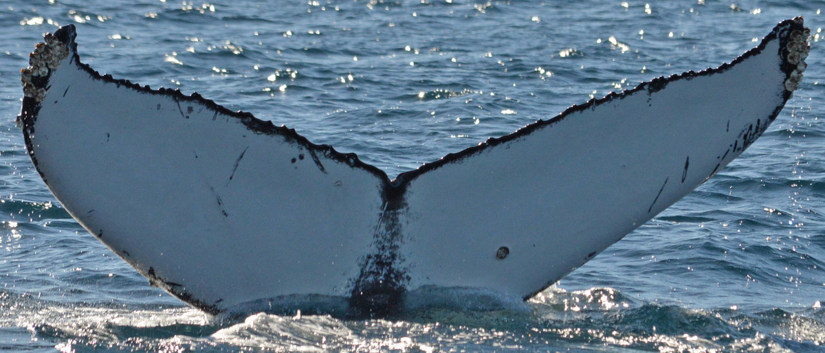 Fluke of HW-MN0521130