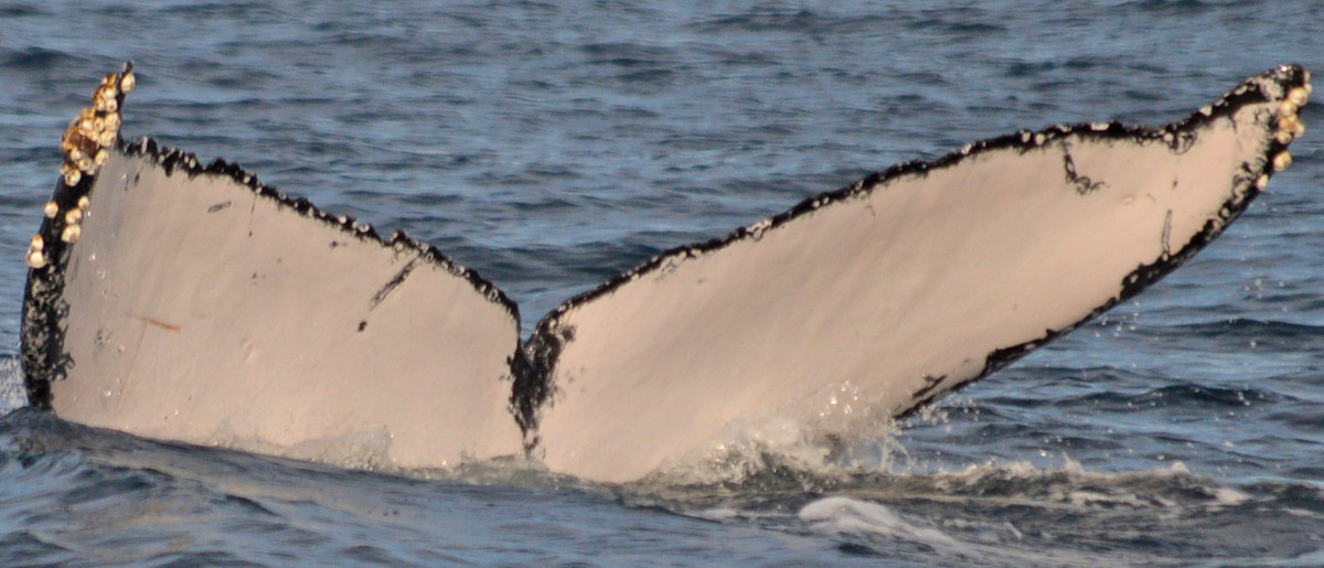 Fluke of FIBB-1BB214