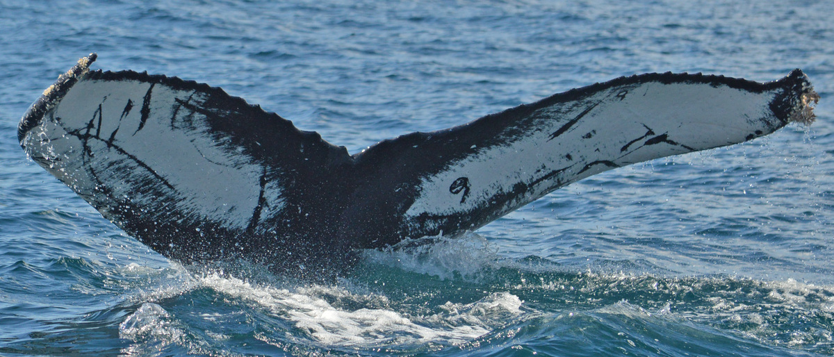 Fluke of HW-MN0521148