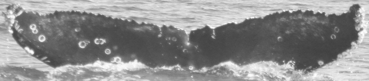 Fluke of CRC-15240