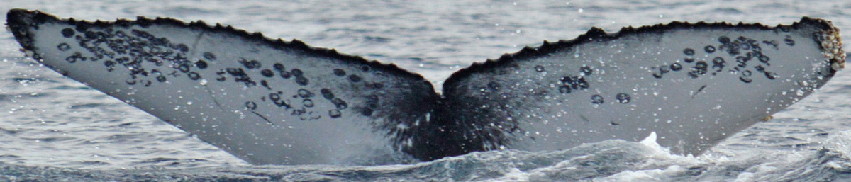 Fluke of HW-MN0521156