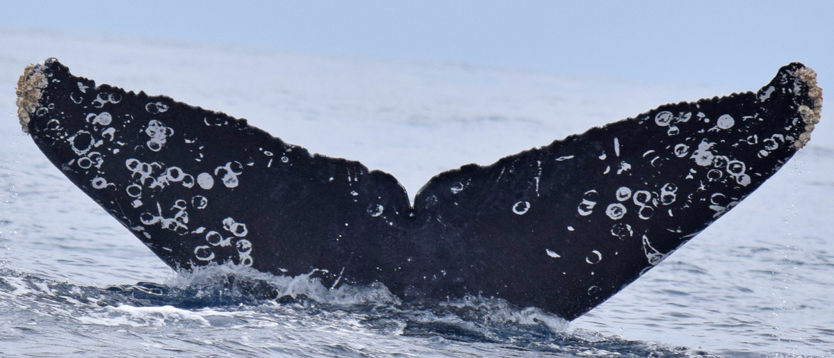 Fluke of HW-MN0521179