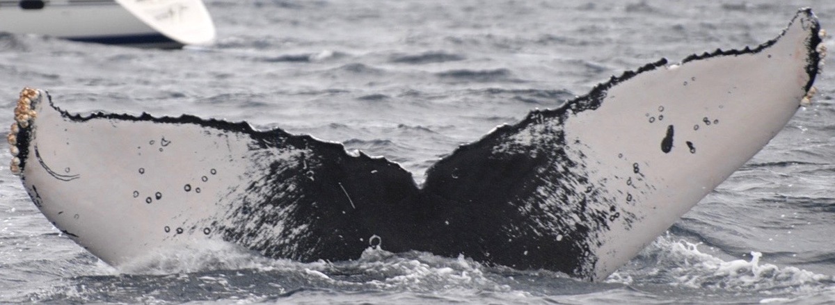 Fluke of CRC-22417