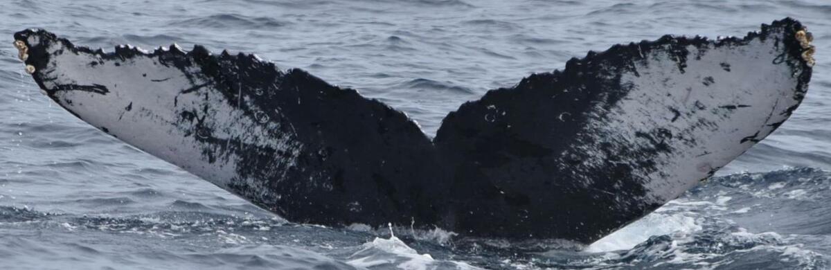 Fluke of HW-MN0521241