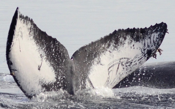 Fluke of HW-MN0521244