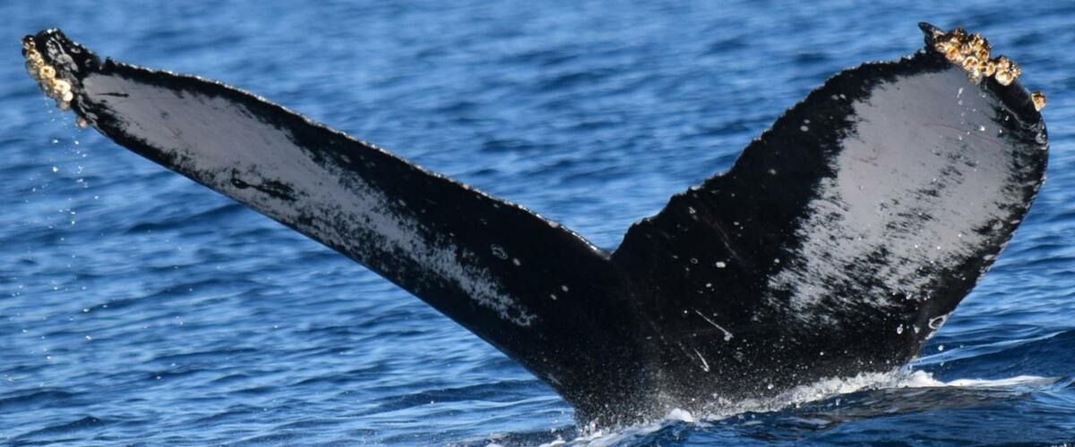Fluke of HW-MN0521249
