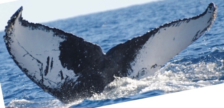 Fluke of HW-MN0521256