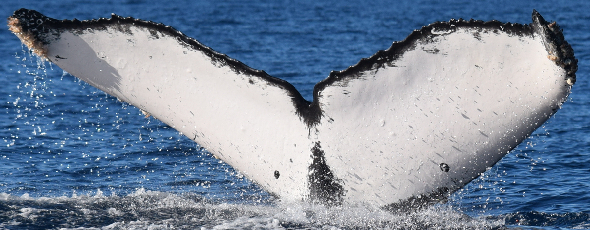 Fluke of CRC-21098