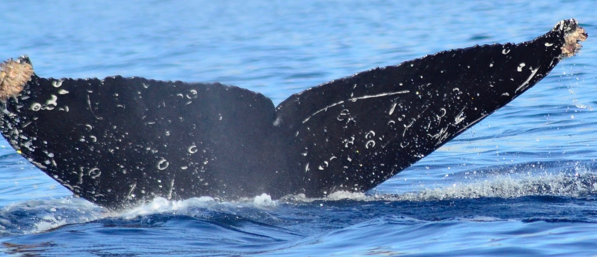 Fluke of CRC-20509