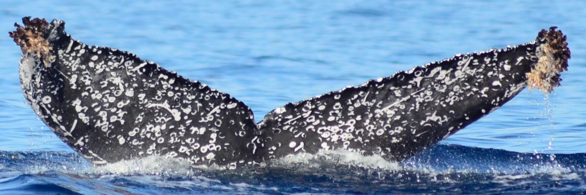 Fluke of CRC-23113