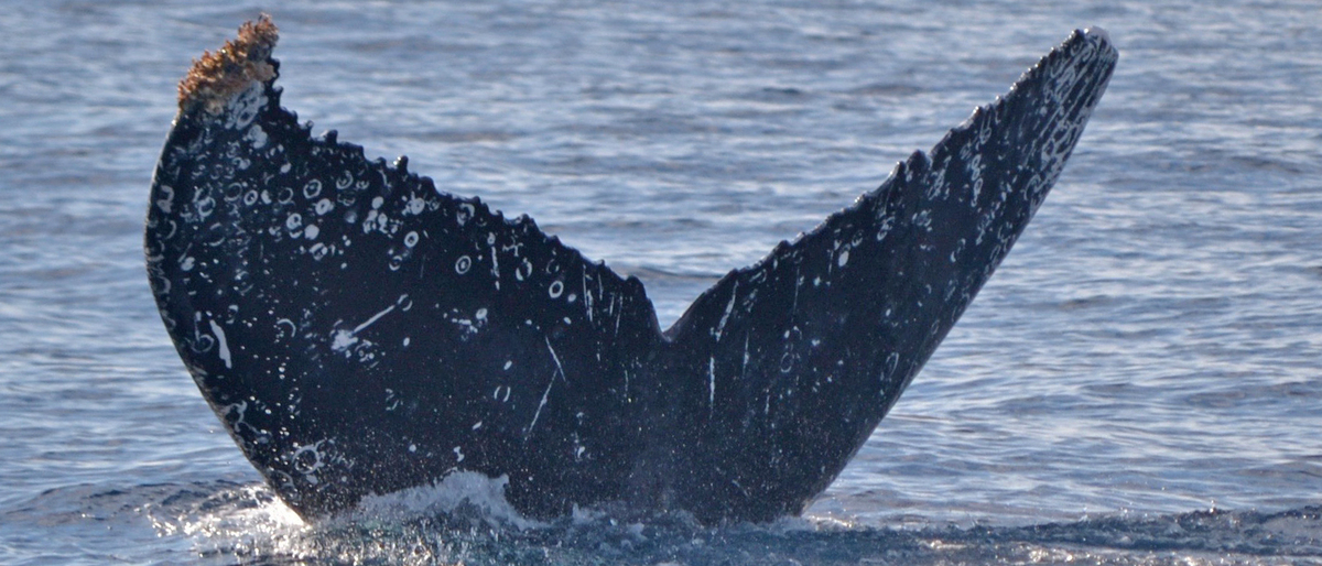 Fluke of HW-MN0521266