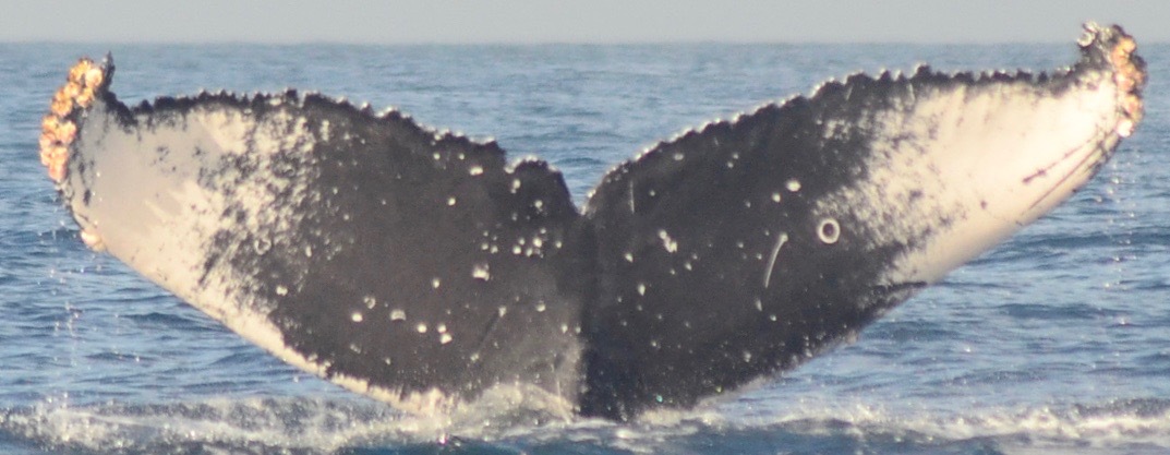 Fluke of HW-MN0521327