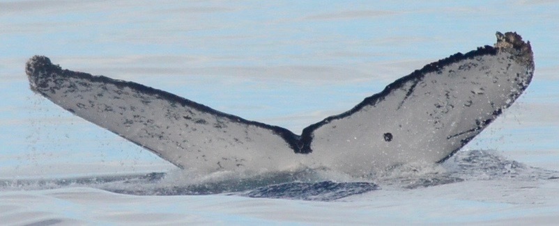 Fluke of HW-MN0521332